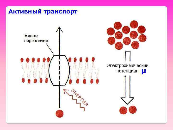 Активный транспорт μ 