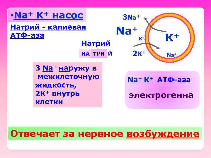  • Na+ K+ насос Натрий - калиевая АТФ-аза Натрий НА ТРИ Й 3