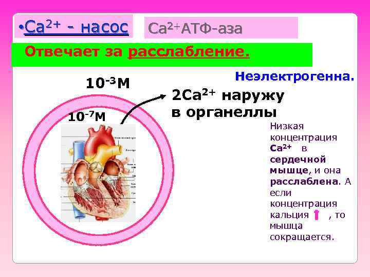  • Ca 2+ - насос Ca 2+АТФ-аза Отвечает за расслабление. 10 -3 М
