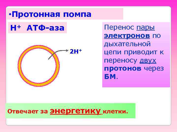  • Протонная помпа H+ ATФ-аза 2 H+ Отвечает за Перенос пары электронов по