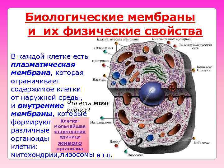 Биологические мембраны и их физические свойства В каждой клетке есть плазматическая мембрана, которая ограничивает