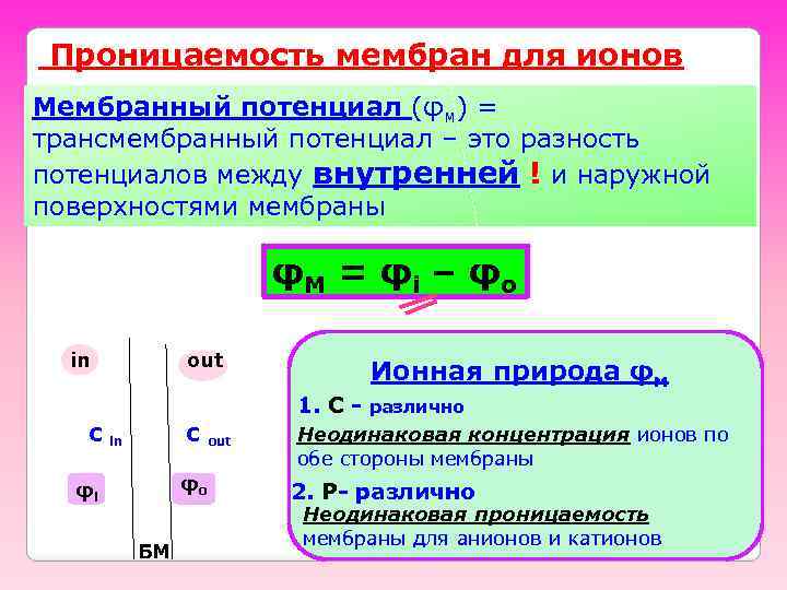 Проницаемость мембран для ионов Мембранный потенциал (φм) = трансмембранный потенциал – это разность потенциалов