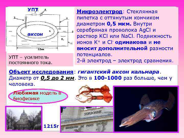 УПТ аксон УПТ – усилитель постоянного тока. Микроэлектрод: Стеклянная пипетка с оттянутым кончиком диаметром