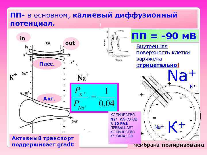 ПП- в основном, калиевый диффузионный потенциал. in out Пасс. ПП = -90 м. В