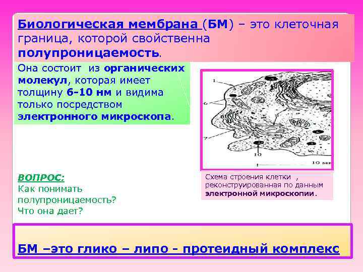 клеточная мембрана это биология 5 класс