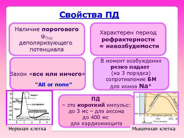 Свойства ПД Наличие порогового φПор деполяризующего потенциала Закон «все или ничего» "All or none"