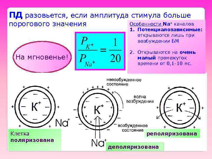 ПД разовьется, если амплитуда стимула больше порогового значения На мгновенье! Клетка поляризована Особенности Na+