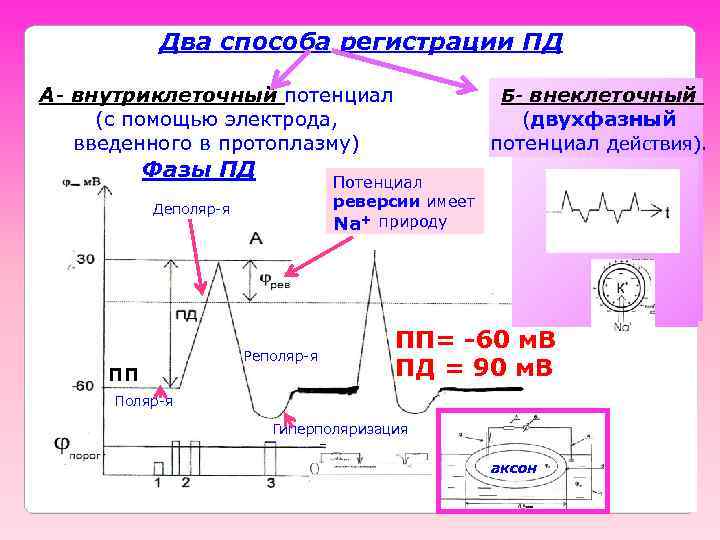 Два способа регистрации ПД А- внутриклеточный потенциал (с помощью электрода, введенного в протоплазму) Фазы