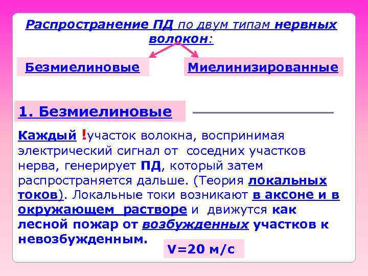 Распространение ПД по двум типам нервных волокон: Безмиелиновые Миелинизированные 1. Безмиелиновые Каждый !участок волокна,