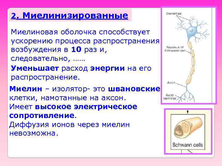 2. Миелинизированные Миелиновая оболочка способствует ускорению процесса распространения возбуждения в 10 раз и, следовательно,