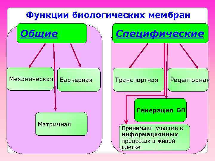 Функции биологических мембран Общие Механическая Специфические Барьерная Транспортная Рецепторная Генерация БП Матричная Принимает участие