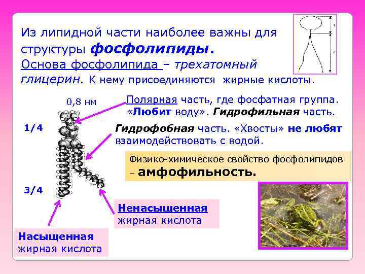 Из липидной части наиболее важны для структуры фосфолипиды. Основа фосфолипида – трехатомный глицерин. К