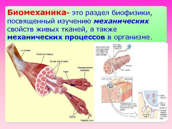 Биомеханика- это раздел биофизики, посвященный изучению механических свойств живых тканей, а также механических процессов