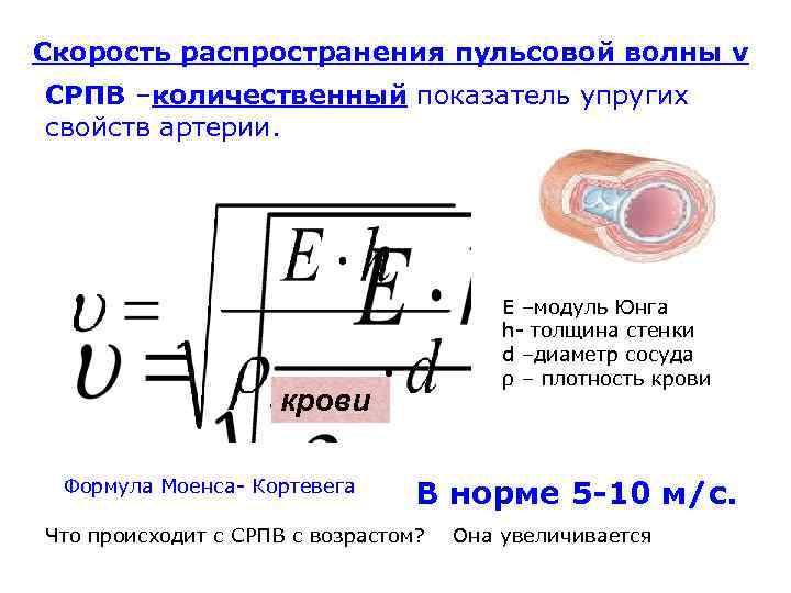 Скорость распространения пульсовой волны v СРПВ –количественный показатель упругих свойств артерии. Е –модуль Юнга