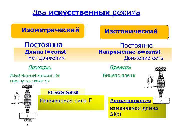 Два искусственных режима Изометрический Изотонический Постоянна Постоянно Длина l=const Нет движения Напряжение σ=const Движение