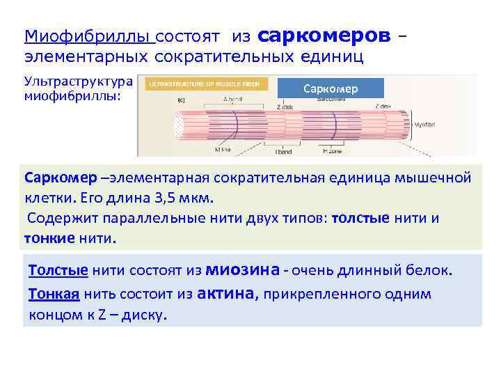 Миофибриллы состоят из саркомеров – элементарных сократительных единиц Ультраструктура миофибриллы: Саркомер –элементарная сократительная единица