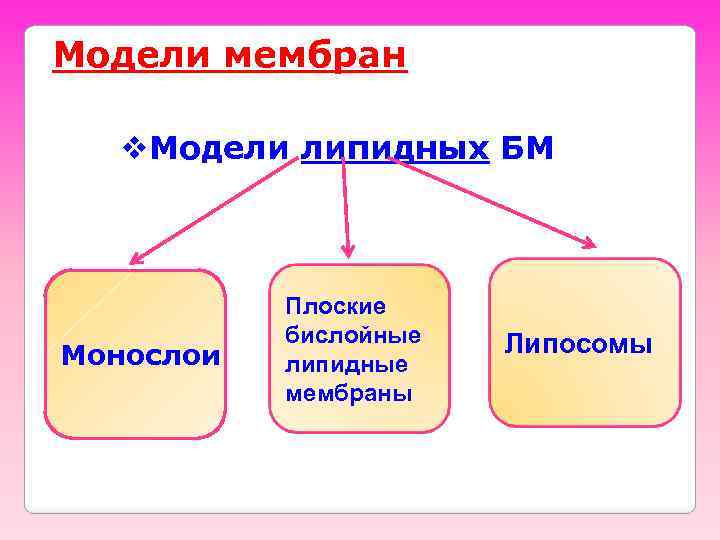 Модели мембран v. Модели липидных БМ Монослои Плоские бислойные липидные мембраны Липосомы 