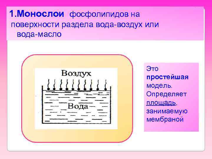 1. Монослои фосфолипидов на поверхности раздела вода-воздух или вода-масло Это простейшая модель. Определяет площадь,