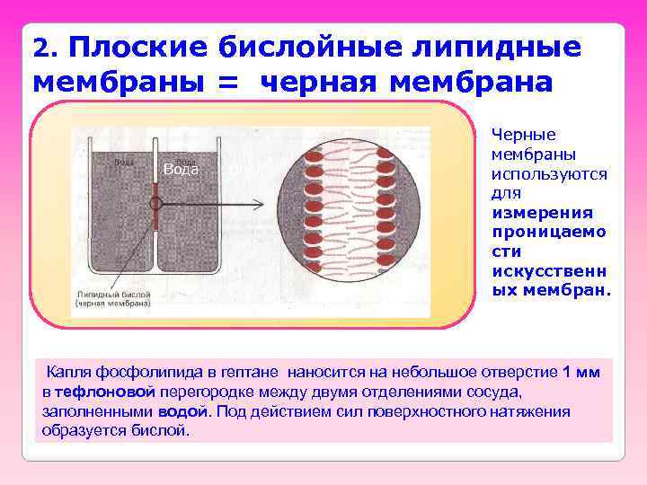 Физические свойства мембран