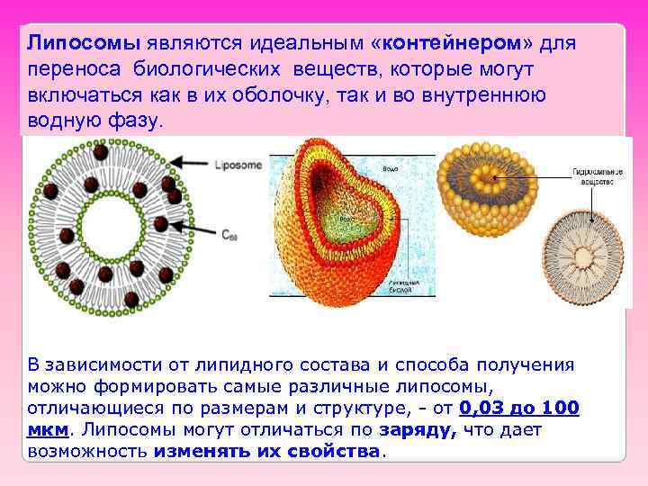 Липосомы являются идеальным «контейнером» для переноса биологических веществ, которые могут включаться как в их