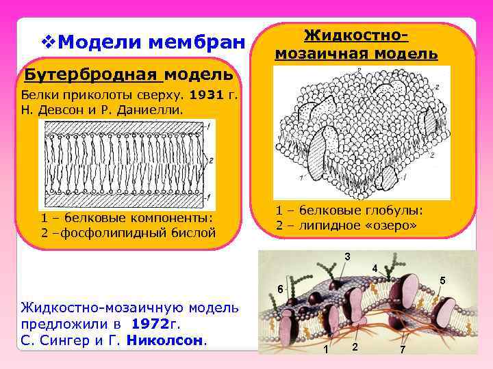 v. Модели мембран Жидкостномозаичная модель Бутербродная модель Белки приколоты сверху. 1931 г. Н. Девсон