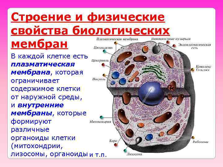 Строение и физические свойства биологических мембран В каждой клетке есть плазматическая мембрана, которая ограничивает