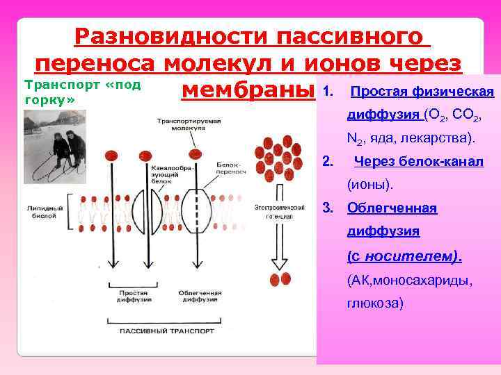 Виды переноса вещества