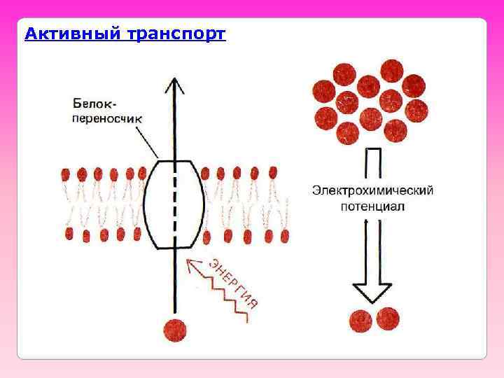 Активный транспорт 