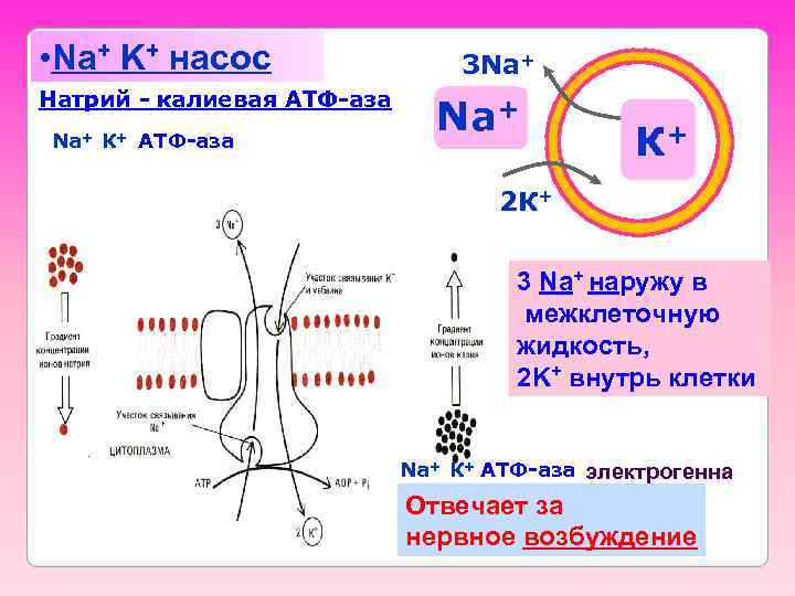  • Na+ K+ насос Натрий - калиевая АТФ-аза Na+ К+ АТФ-аза 3 Na+