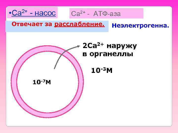  • Ca 2+ - насос Ca 2+ - АТФ-аза Отвечает за расслабление. Неэлектрогенна.