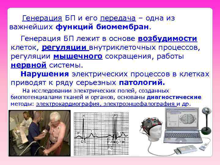 Генерация БП и его передача – одна из важнейших функций биомембран. Генерация БП лежит