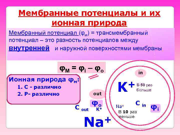 Мембранные потенциалы и их ионная природа Мембранный потенциал (φм) = трансмембранный потенциал – это