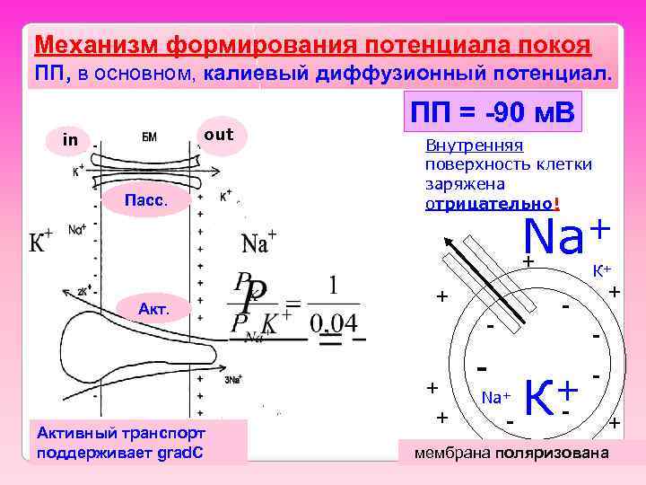 Механизм формирования потенциала покоя ПП, в основном, калиевый диффузионный потенциал. out in Пасс. ПП