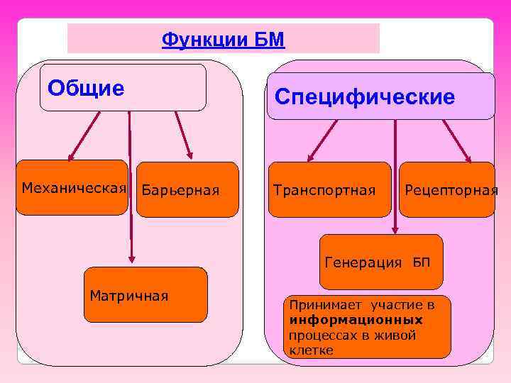 Функции БМ Общие Механическая Специфические Барьерная Транспортная Рецепторная Генерация БП Матричная Принимает участие в