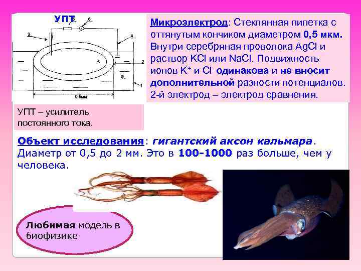 УПТ Микроэлектрод: Стеклянная пипетка с оттянутым кончиком диаметром 0, 5 мкм. Внутри серебряная проволока