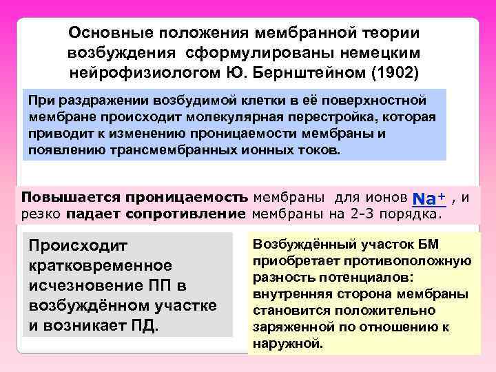 Основные положения мембранной теории возбуждения сформулированы немецким нейрофизиологом Ю. Бернштейном (1902) При раздражении возбудимой