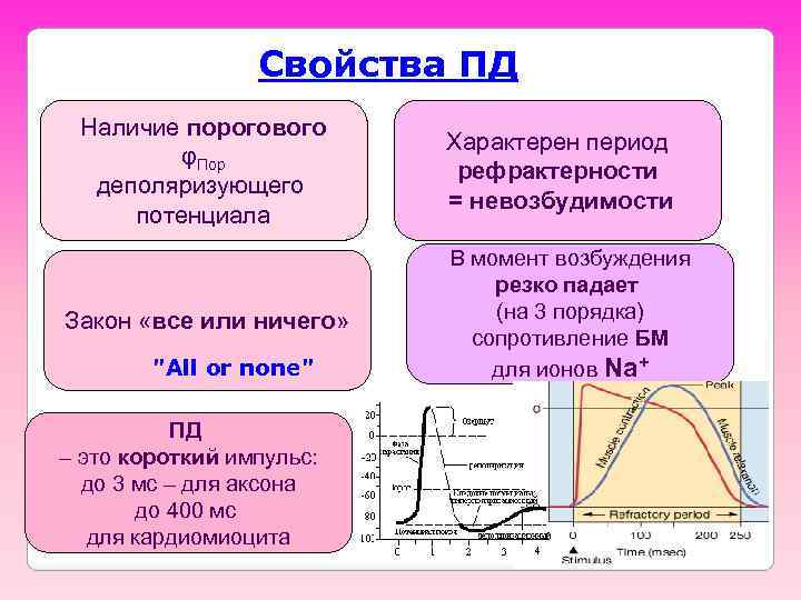 Свойства ПД Наличие порогового φПор деполяризующего потенциала Закон «все или ничего» "All or none"