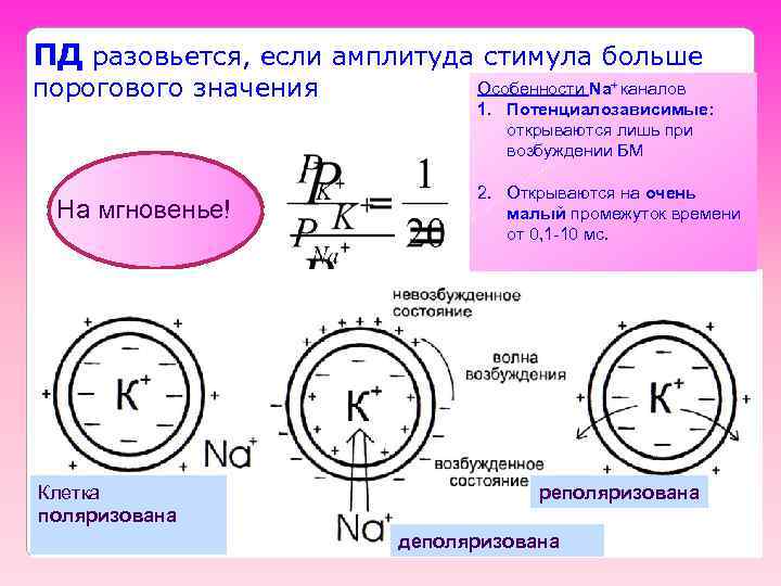 ПД разовьется, если амплитуда стимула больше порогового значения На мгновенье! Клетка поляризована Особенности Na+