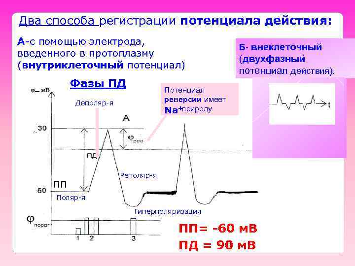 Два способа регистрации потенциала действия: А-с помощью электрода, введенного в протоплазму (внутриклеточный потенциал) Фазы