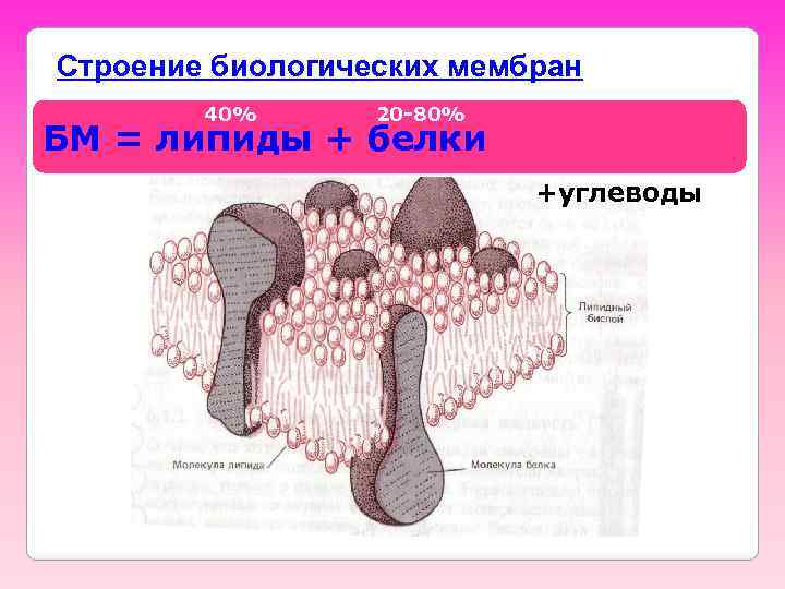 Строение биологических мембран 40% 20 -80% БМ = липиды + белки +углеводы 