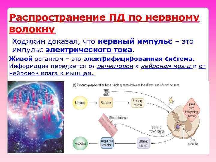 Распространение ПД по нервному волокну Ходжкин доказал, что нервный импульс – это импульс электрического