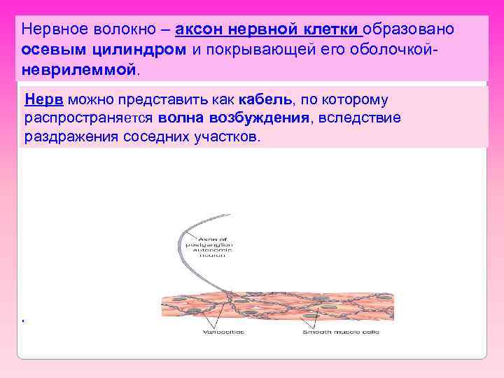 Нервное волокно – аксон нервной клетки образовано осевым цилиндром и покрывающей его оболочкойневрилеммой. Нерв