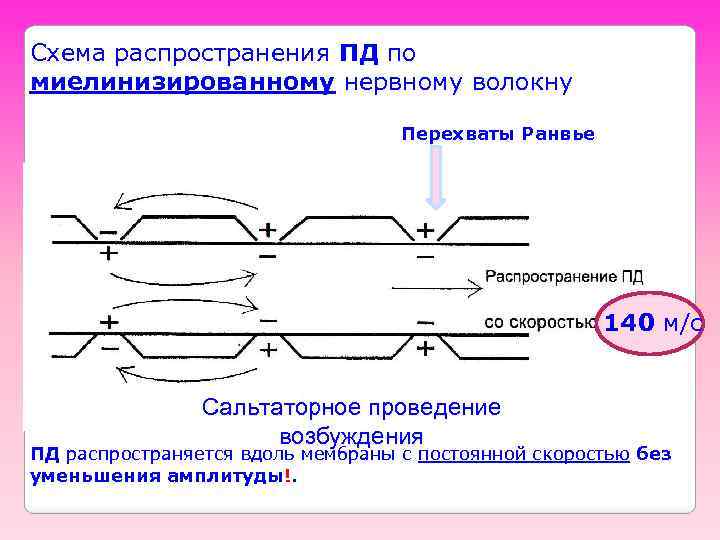 Схема распространения ПД по миелинизированному нервному волокну Перехваты Ранвье 140 м/с Сальтаторное проведение возбуждения