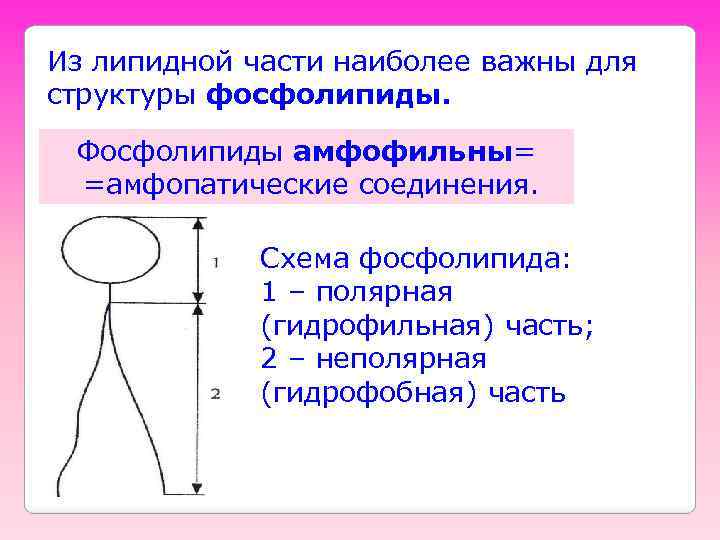 Из липидной части наиболее важны для структуры фосфолипиды. Фосфолипиды амфофильны= =амфопатические соединения. Схема фосфолипида: