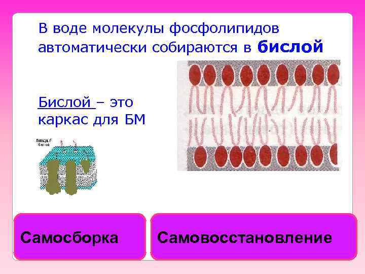 В воде молекулы фосфолипидов автоматически собираются в бислой Бислой – это каркас для БМ