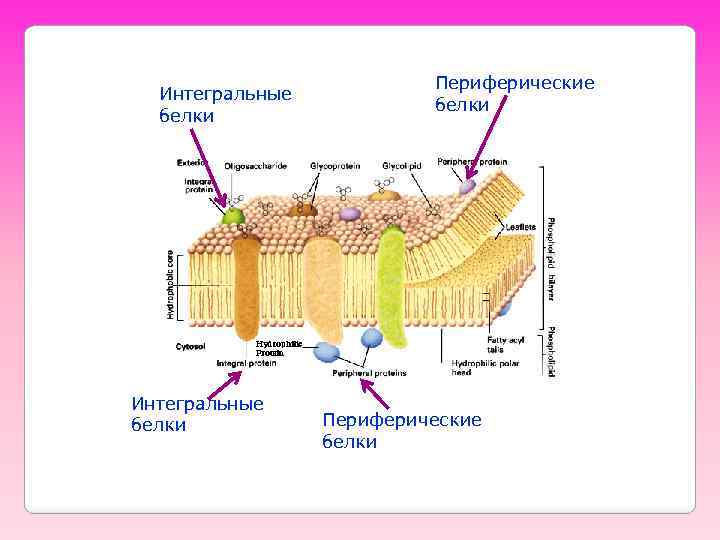 Интегральные белки Периферические белки 