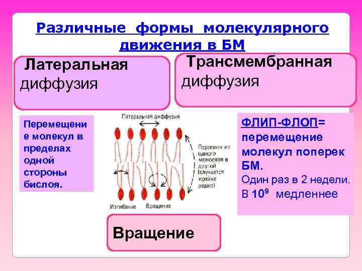 Различные формы молекулярного движения в БМ Латеральная диффузия Трансмембранная диффузия ФЛИП-ФЛОП= перемещение молекул поперек