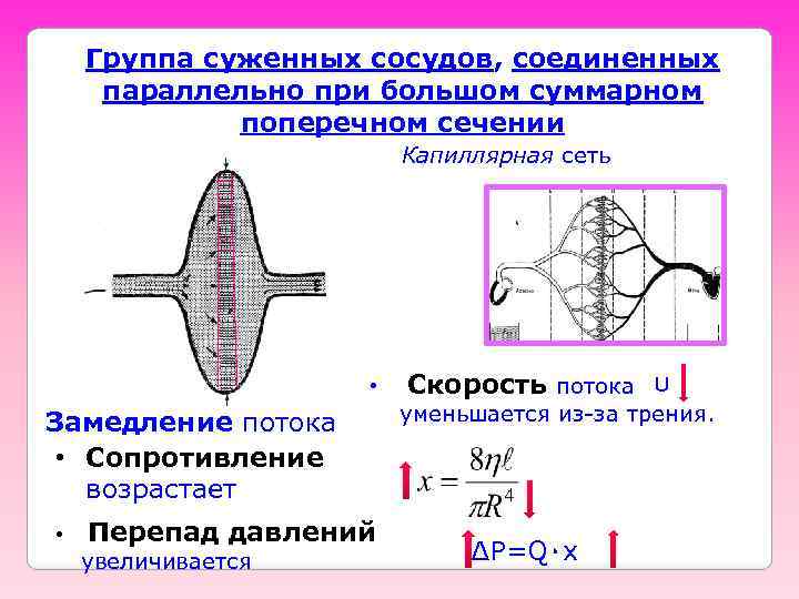 Группа суженных сосудов, соединенных параллельно при большом суммарном поперечном сечении Капиллярная сеть • Замедление