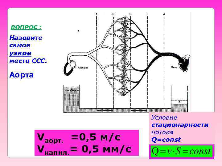 ВОПРОС : Назовите самое узкое место ССС. Аорта Vаорт. =0, 5 м/с Vкапил. =