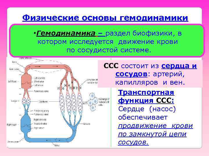 Физические основы гемодинамики • Гемодинамика – раздел биофизики, в котором исследуется движение крови по